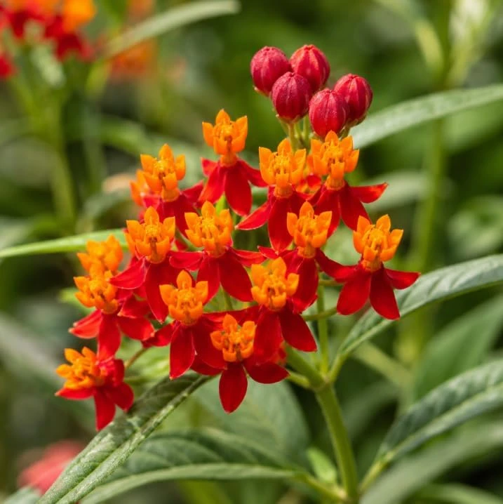 Tropical Milkweed Live Plant – 4-6 Inch Tall – Red & Yellow Blooms Outdoor - Image 2