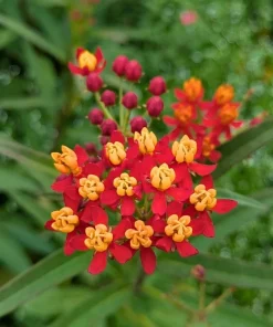 Tropical Milkweed Live Plant – 4-6 Inch Tall – Red & Yellow Blooms Outdoor - Image 4