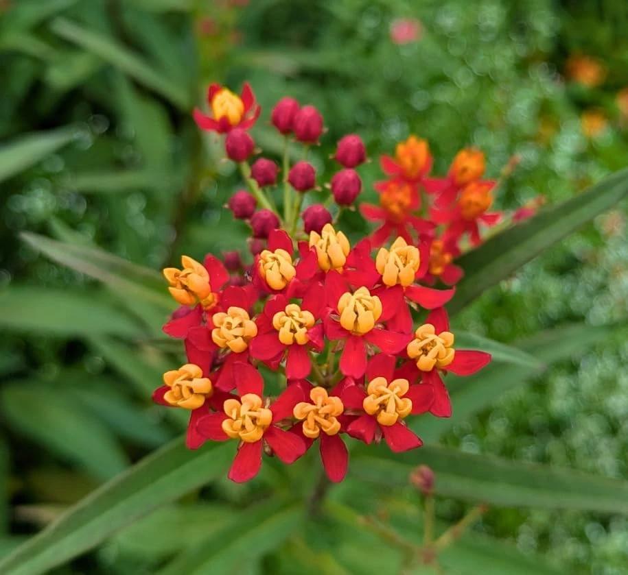 Tropical Milkweed Live Plant – 4-6 Inch Tall – Red & Yellow Blooms Outdoor - Image 4