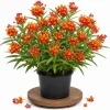 Tropical Milkweed Live Plant – 4-6 Inch Tall – Red & Yellow Blooms Outdoor - Image 1