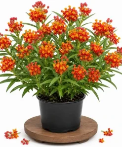 Tropical Milkweed Live Plant – 4-6 Inch Tall – Red & Yellow Blooms Outdoor - Image 1