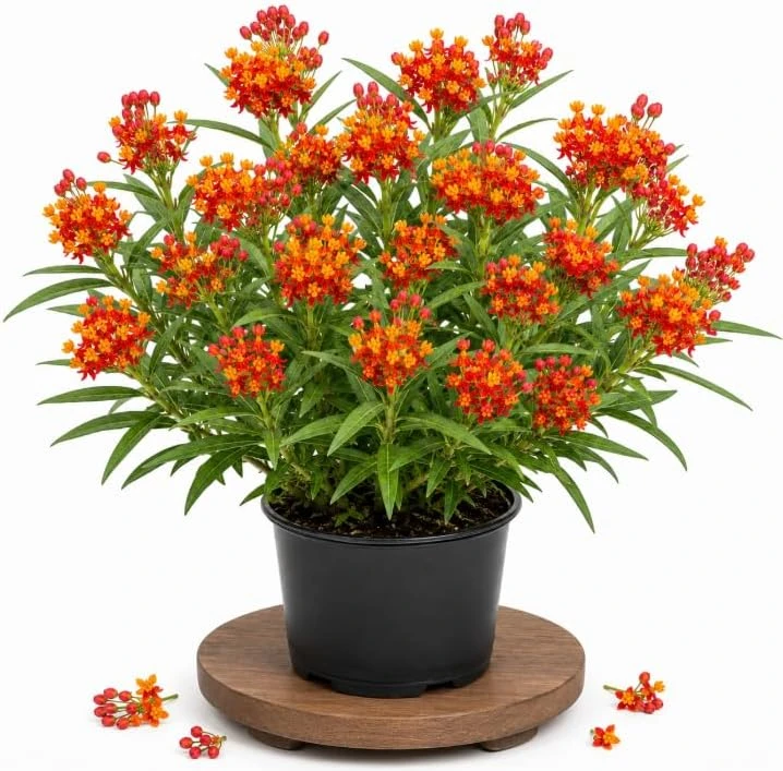 Tropical Milkweed Live Plant – 4-6 Inch Tall – Red & Yellow Blooms Outdoor - Image 1