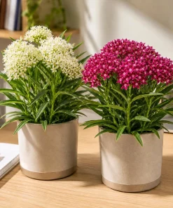 Tropical Milkweed Plants Live - Set of 2, 4-8 Inch, Outdoor Perennial - Image 3