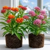 Tropical Milkweed Plants Live - Set of 2, 4-8 Inch, Outdoor Perennial - Image 1