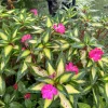 Tropical Rose SunPatiens Compact Live Plant – Long Blooming Flower – Pink Color – Outdoor - Image 1