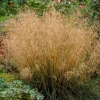 Tufted Hairgrass Seeds - Deschampsia Cespitosa - 200 Native Seeds - Image 1