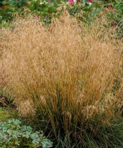 Tufted Hairgrass Seeds - Deschampsia Cespitosa - 200 Native Seeds - Image 1