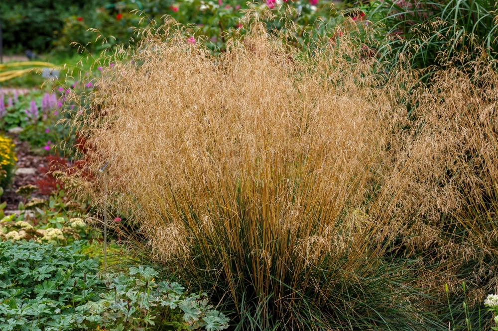 Tufted Hairgrass Seeds - Deschampsia Cespitosa - 200 Native Seeds - Image 1