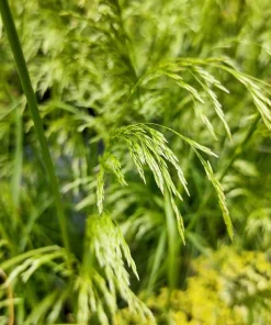 Tufted Hairgrass Seeds - Deschampsia Cespitosa - 200 Native Seeds - Image 10