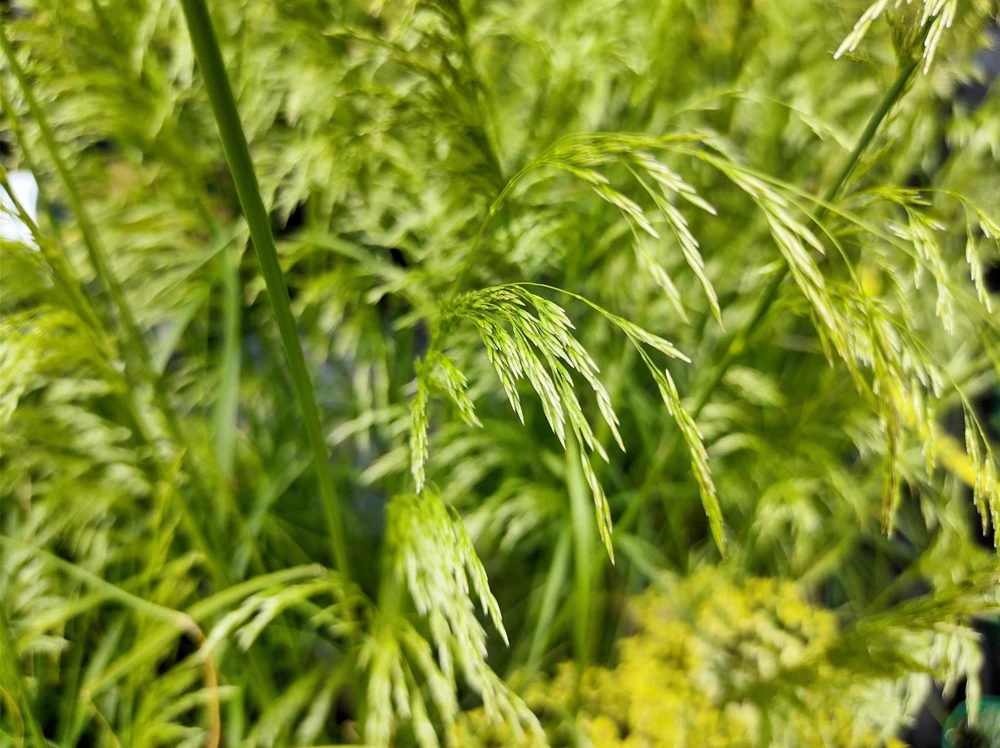Tufted Hairgrass Seeds - Deschampsia Cespitosa - 200 Native Seeds - Image 10