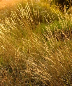 Tufted Hairgrass Seeds - Deschampsia Cespitosa - 200 Native Seeds - Image 11