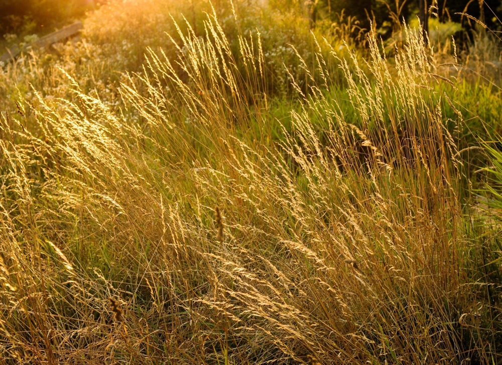 Tufted Hairgrass Seeds - Deschampsia Cespitosa - 200 Native Seeds - Image 11