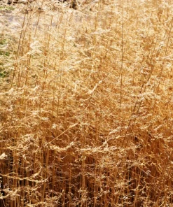 Tufted Hairgrass Seeds - Deschampsia Cespitosa - 200 Native Seeds - Image 12