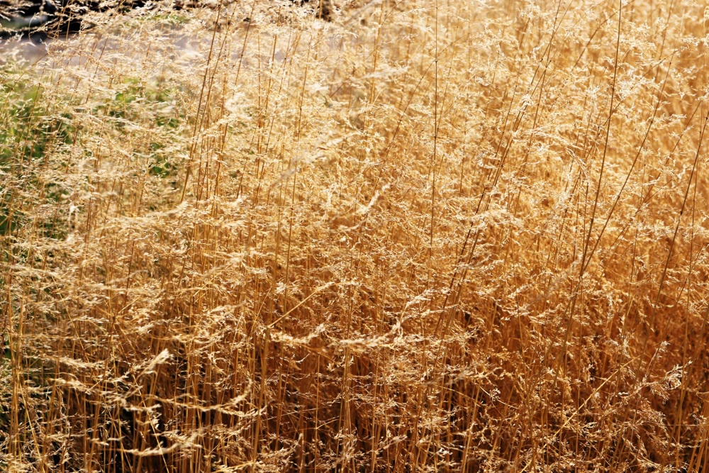 Tufted Hairgrass Seeds - Deschampsia Cespitosa - 200 Native Seeds - Image 12