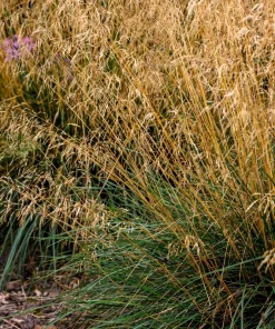 Tufted Hairgrass Seeds - Deschampsia Cespitosa - 200 Native Seeds - Image 3