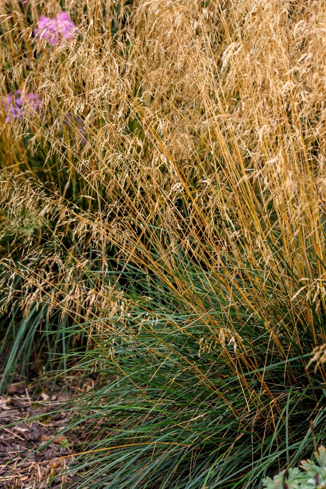 Tufted Hairgrass Seeds - Deschampsia Cespitosa - 200 Native Seeds - Image 3