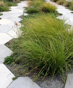 Tufted Hairgrass Seeds - Deschampsia Cespitosa - 200 Native Seeds - Image 4