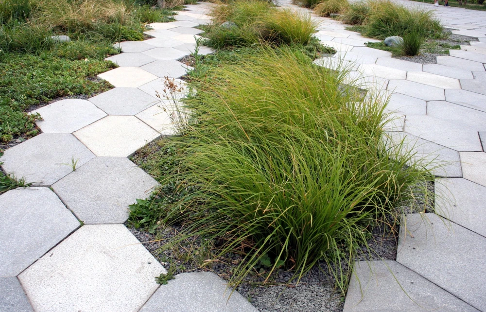 Tufted Hairgrass Seeds - Deschampsia Cespitosa - 200 Native Seeds - Image 4