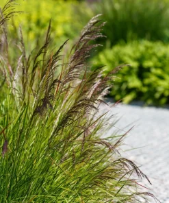 Tufted Hairgrass Seeds - Deschampsia Cespitosa - 200 Native Seeds - Image 5