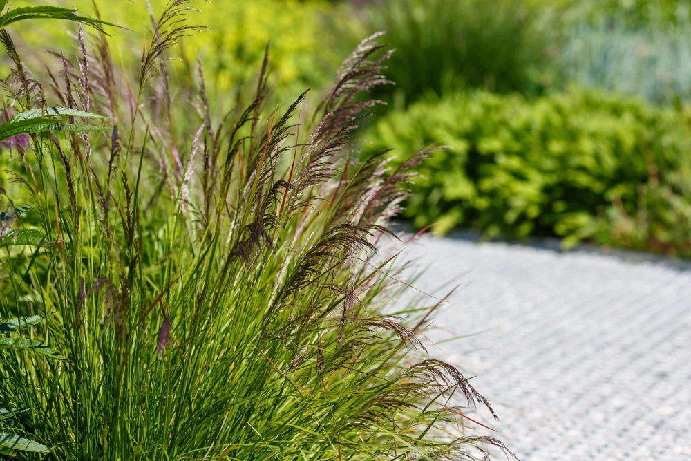 Tufted Hairgrass Seeds - Deschampsia Cespitosa - 200 Native Seeds - Image 5
