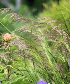Tufted Hairgrass Seeds - Deschampsia Cespitosa - 200 Native Seeds - Image 6