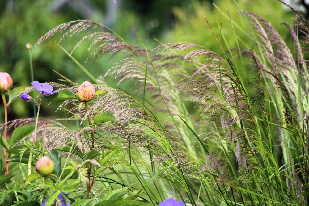 Tufted Hairgrass Seeds - Deschampsia Cespitosa - 200 Native Seeds - Image 6