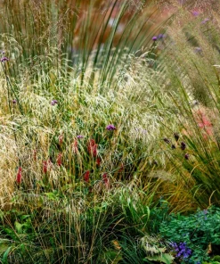 Tufted Hairgrass Seeds - Deschampsia Cespitosa - 200 Native Seeds - Image 7