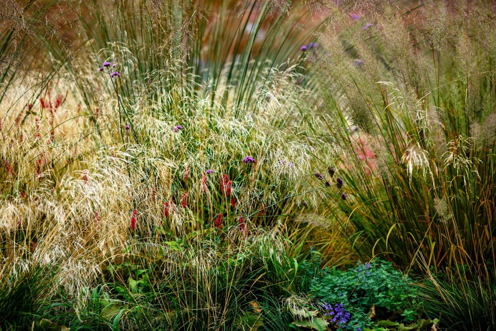 Tufted Hairgrass Seeds - Deschampsia Cespitosa - 200 Native Seeds - Image 7