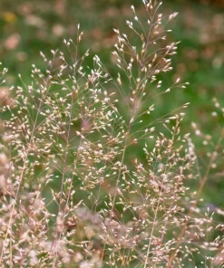 Tufted Hairgrass Seeds - Deschampsia Cespitosa - 200 Native Seeds - Image 8