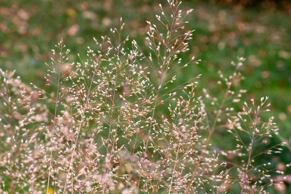 Tufted Hairgrass Seeds - Deschampsia Cespitosa - 200 Native Seeds - Image 8