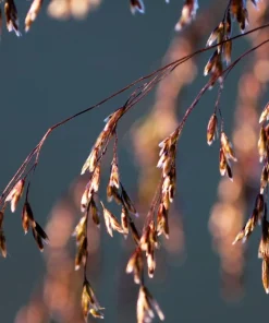 Tufted Hairgrass Seeds - Deschampsia Cespitosa - 200 Native Seeds - Image 9