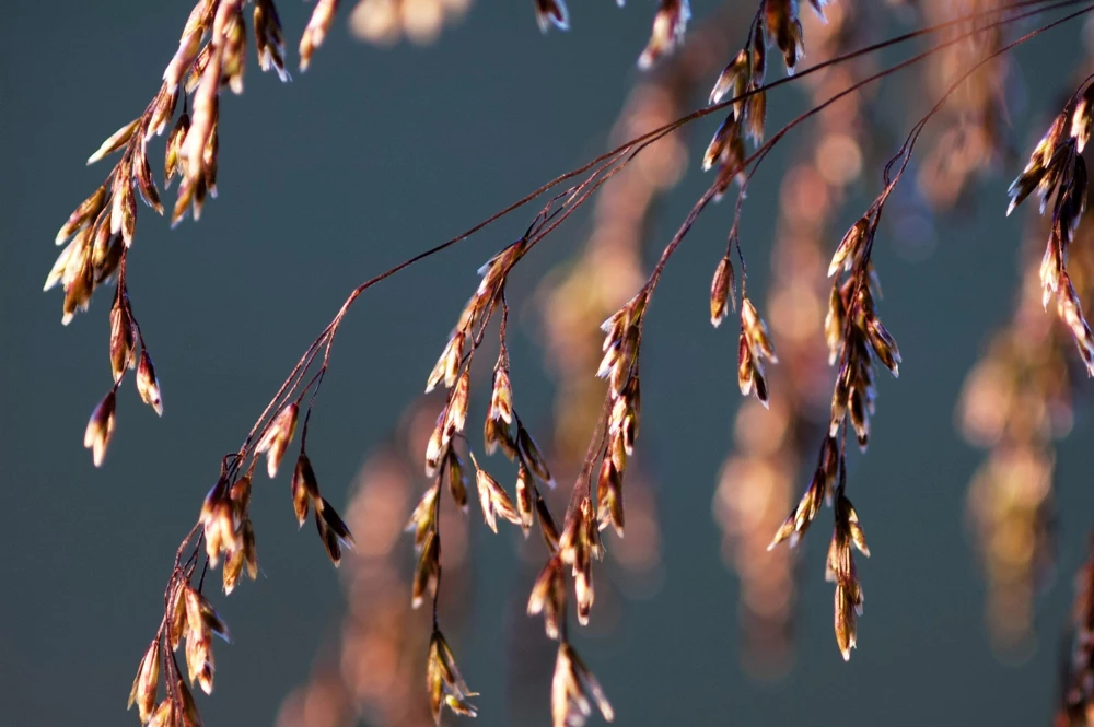 Tufted Hairgrass Seeds - Deschampsia Cespitosa - 200 Native Seeds - Image 9