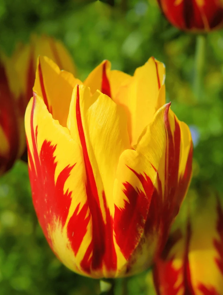 Tulip Flower Seeds - Plant & Grow Vibrant Blooms, Much Less Money Than Bulbs - Image 1