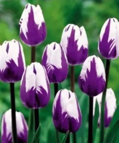 Tulip Seeds - Grow Beautiful Flowering Tulips from Seed - 40 Seeds - Image 1