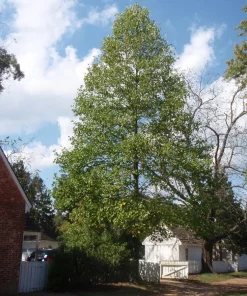 Tulip Tree Live Plant (Liriodendron tulipifera) 12-18" Tall in 3.5" Pot - Fast Growing Shade Tree - Image 2