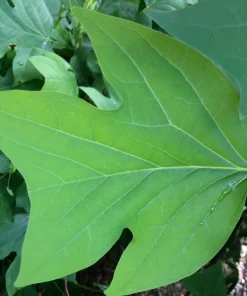 Tulip Tree Live Plant (Liriodendron tulipifera) 12-18