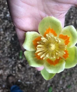 Tulip Tree Live Plant (Liriodendron tulipifera) 12-18