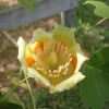 Tulip Tree Live Plant (Liriodendron tulipifera) 12-18" Tall in 3.5" Pot - Fast Growing Shade Tree - Image 1