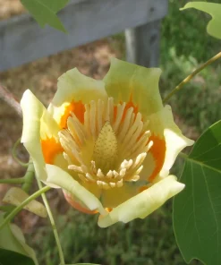 Tulip Tree Live Plant (Liriodendron tulipifera) 12-18" Tall in 3.5" Pot - Fast Growing Shade Tree - Image 1