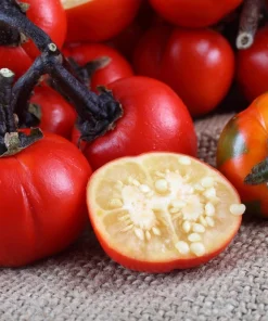 Turkish Orange Eggplant Seeds - 25 Seeds - Heirloom Vegetable for Garden - Image 2