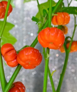 Turkish Orange Eggplant Seeds - 25 Seeds - Heirloom Vegetable for Garden - Image 4
