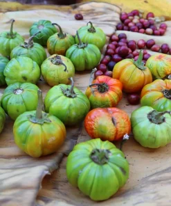Turkish Orange Eggplant Seeds - 25 Seeds - Heirloom Vegetable for Garden - Image 6