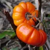 Turkish Orange Eggplant Seeds - 25 Seeds - Heirloom Vegetable for Garden - Image 1