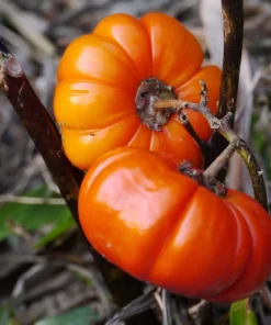 Turkish Orange Eggplant Seeds - 25 Seeds - Heirloom Vegetable for Garden - Image 1