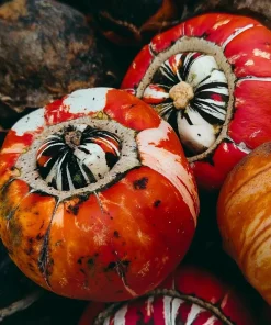 Turks Turban Pumpkin Seeds - 10 Count | Heirloom Decorative & Edible Winter Squash Seeds for Planting - Image 2