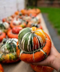 Turks Turban Pumpkin Seeds - 10 Count | Heirloom Decorative & Edible Winter Squash Seeds for Planting - Image 3