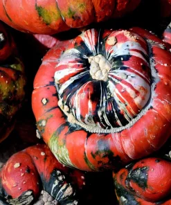 Turks Turban Pumpkin Seeds - 10 Count | Heirloom Decorative & Edible Winter Squash Seeds for Planting - Image 4