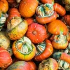 Turks Turban Pumpkin Seeds - 10 Count | Heirloom Decorative & Edible Winter Squash Seeds for Planting - Image 1