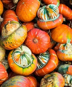 Turks Turban Pumpkin Seeds - 10 Count | Heirloom Decorative & Edible Winter Squash Seeds for Planting - Image 1