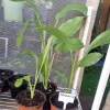 Turmeric Live Plant - Curcuma longa Edible Tropical Herb Potted - Image 1